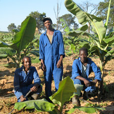 Limapela banana plantation